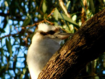 Laughing kookaburra