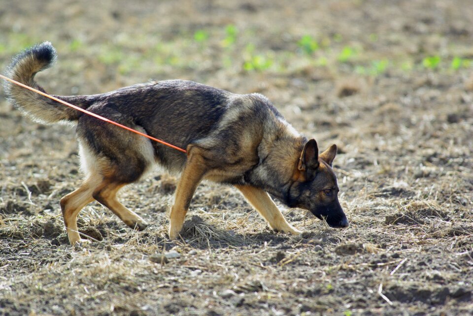 Dog tracking competition