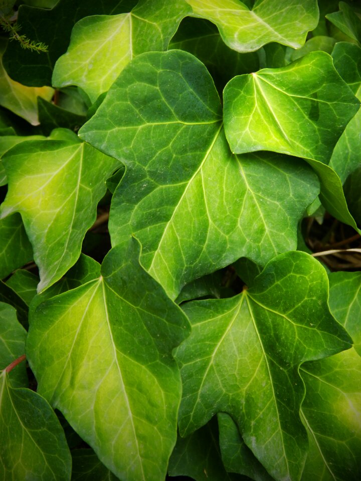 Yellow autumn ivy leaves