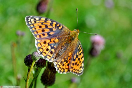 DAM1698 - Argynnis Paphia