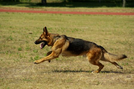 Running animal pet