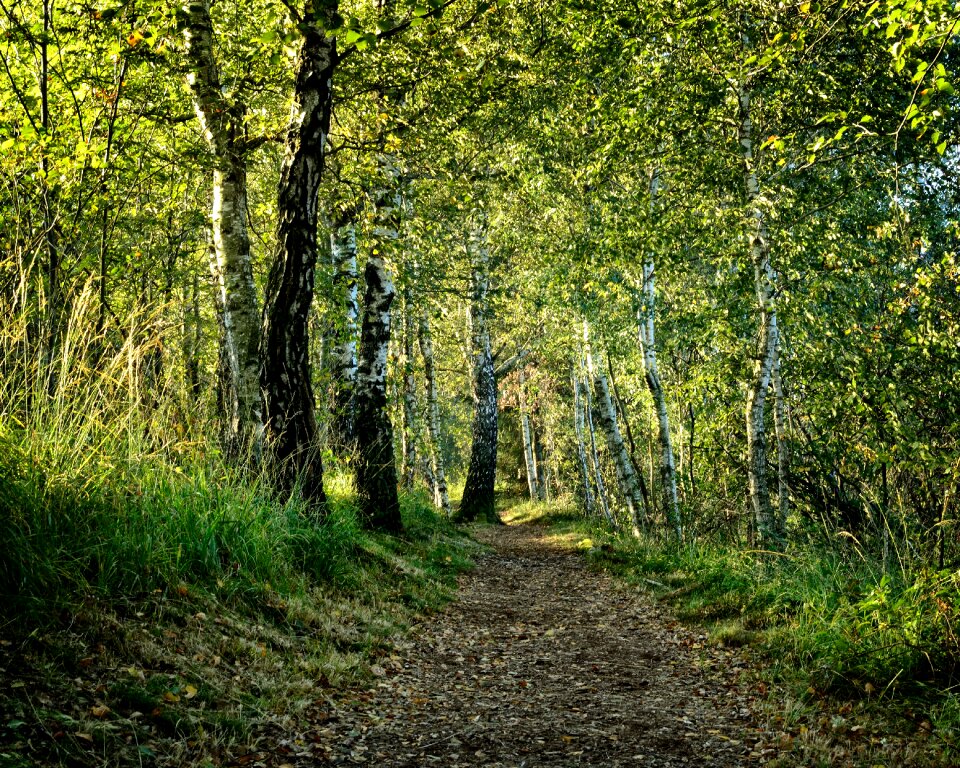 Forest nature away path