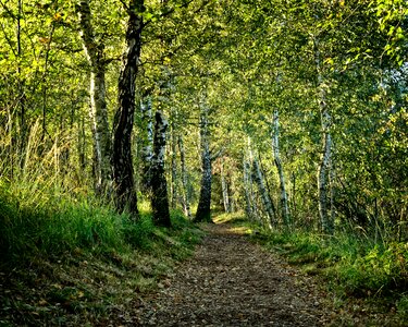 Forest nature away path photo