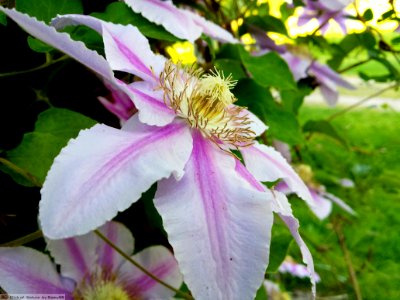 DAM1738 - Clematis Nelly Moser