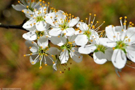 DAM1734 - Prugnolo (Prunus spinosa)