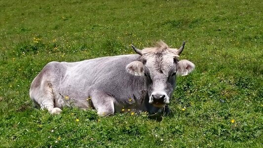 Cows switzerland mountains photo