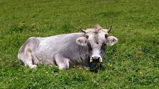 Cows switzerland mountains