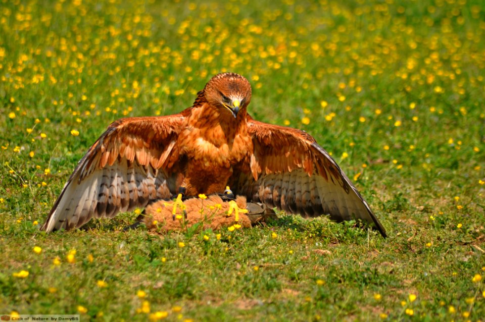 DAM1744 - Poiana Coda Bianca (Buteo rufinus)