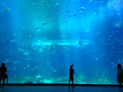Aquarium future hope