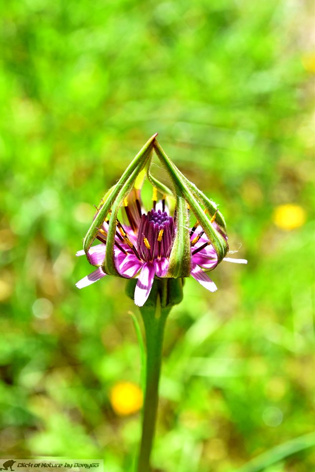 DAM1897 - Tragopogon porrifolius L. - Barba di becco violetta