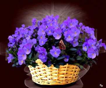 Flowers blue purple violet photo