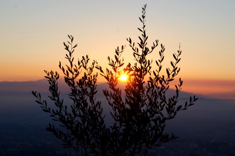 Olive Tree and behind ?