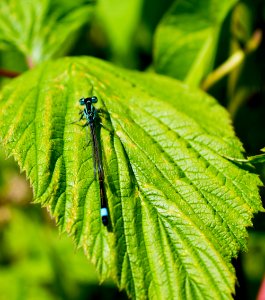 libellule, feuille, jardin