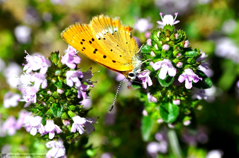 DAM2017 - Lycaena virgaureae