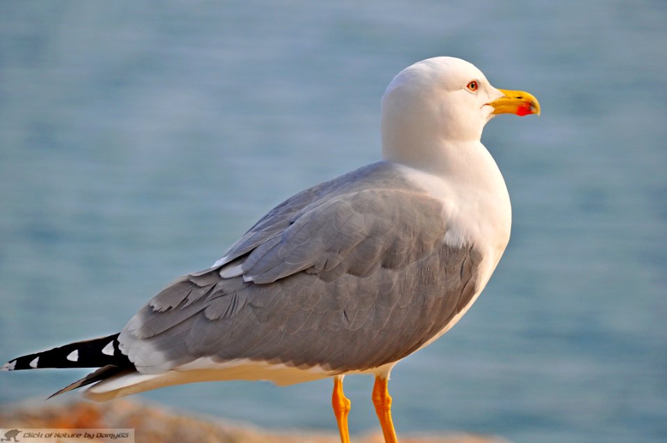 DAM2024 - Seagull-Gabbiano