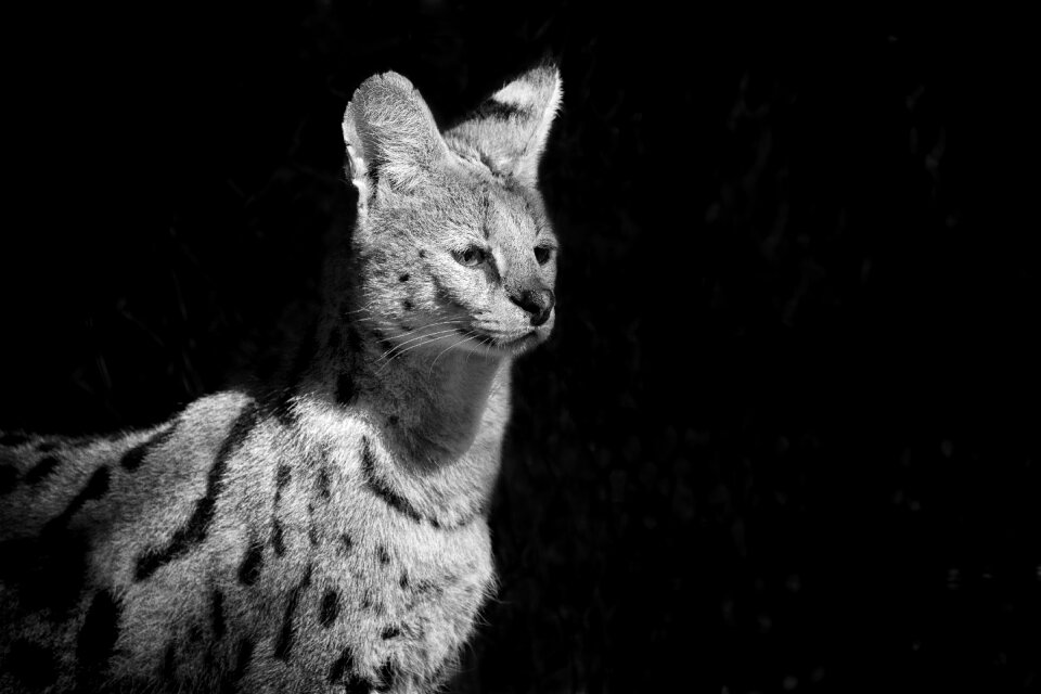 Animals wild animals zoo