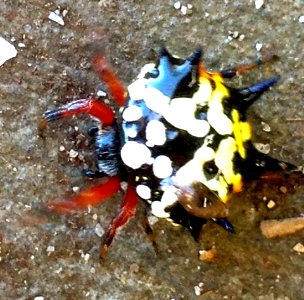 An Australian Christmas Spider