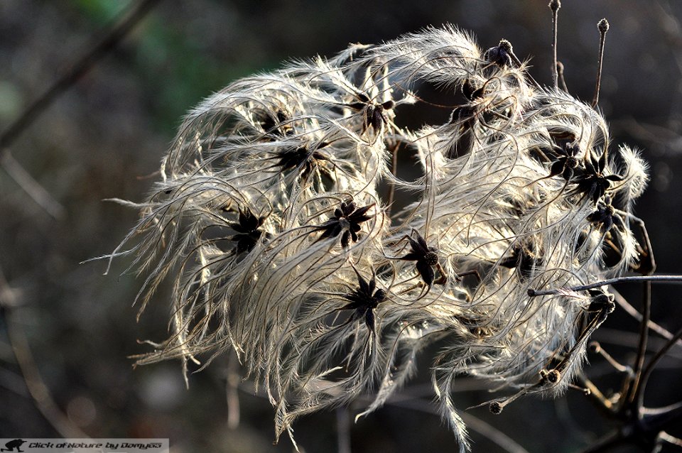 DAM2078 - Acheni di Clematis Vitalba