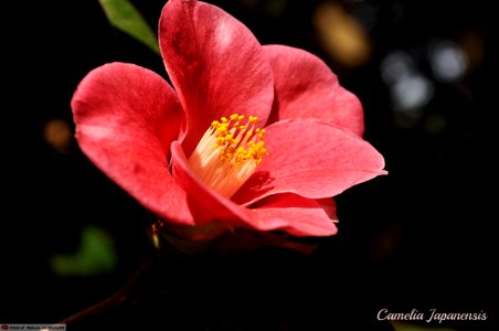 DAM1629 - Camelia Japanensis photo