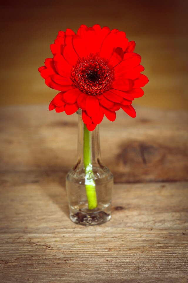 Bloom red plant