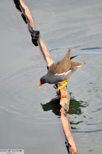 DAM1861 - Gallinella d'acqua (Gallinula chloropus)