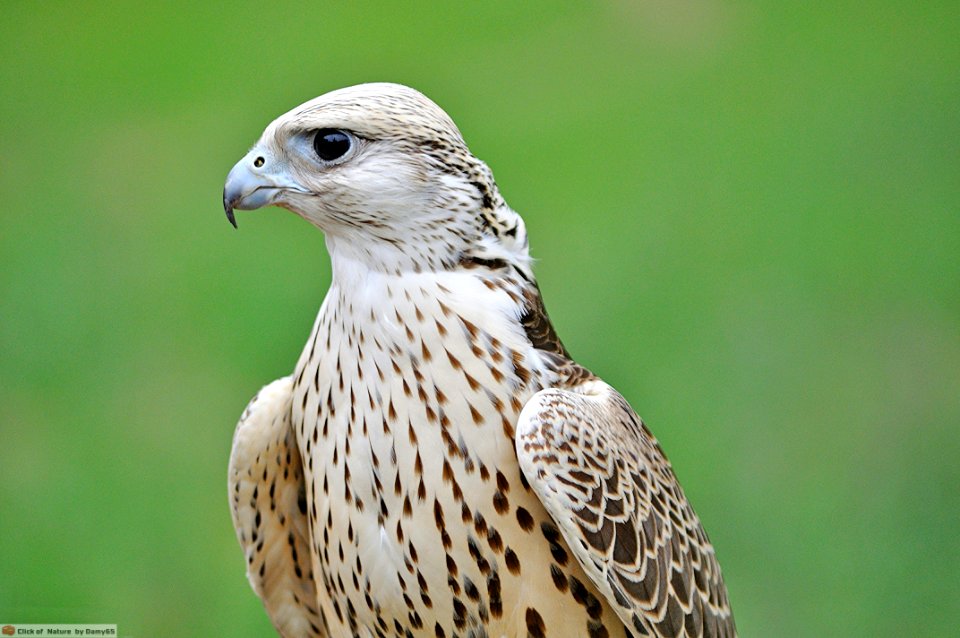DAM1822 - Falco cherrug