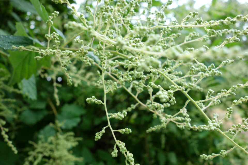 Spring growth tree