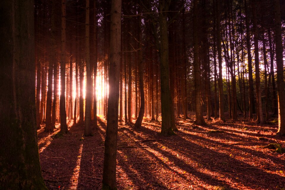 Sun sunbeam nature