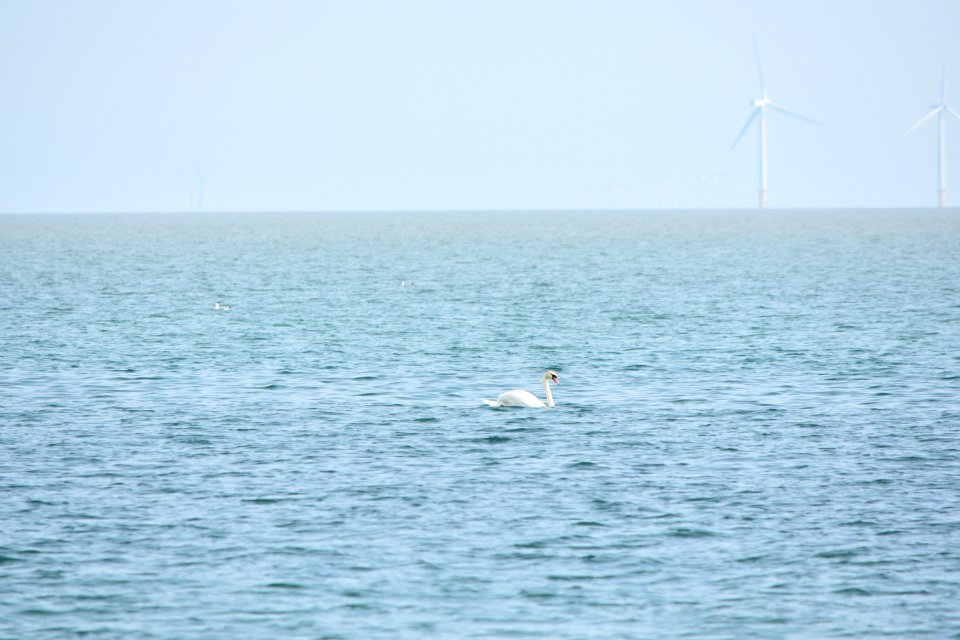 dsc 1333 37555142865 o