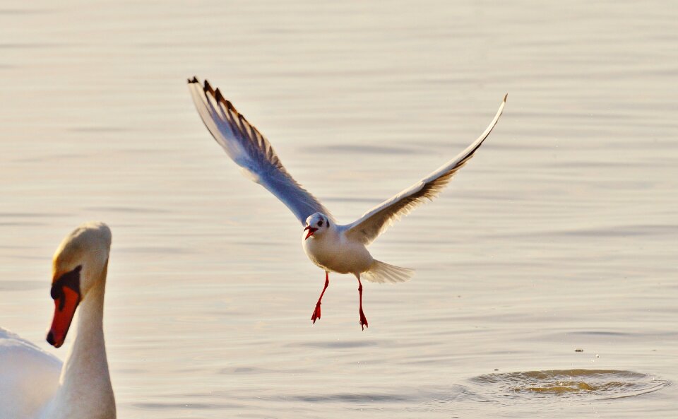 Animal world lake bird
