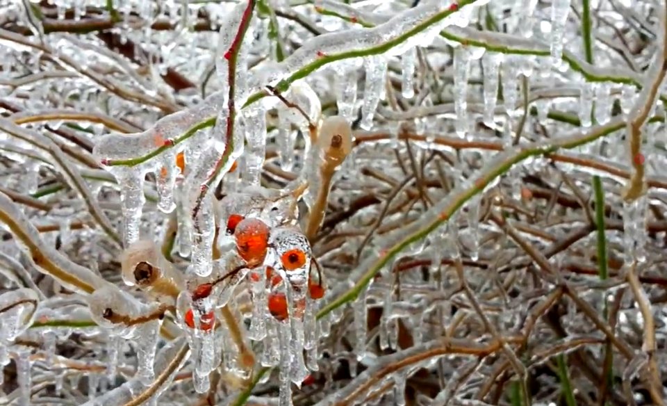 Berries under an icy coat