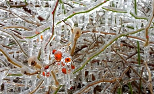 Berries under an icy coat photo