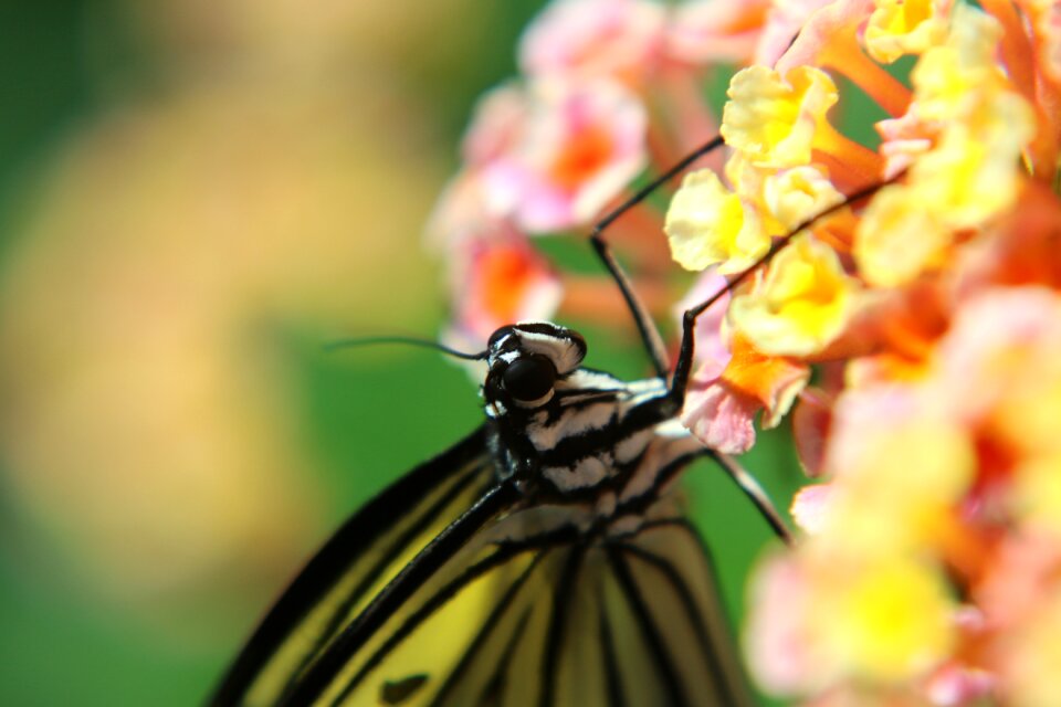 Insect macro compound