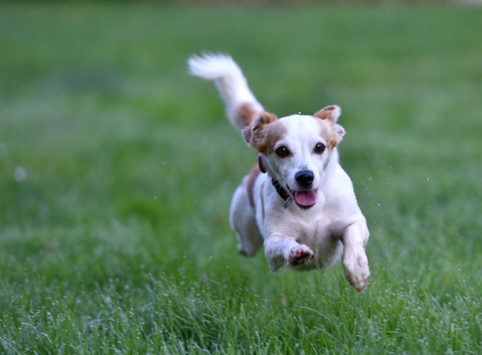 Animal terrier mixed breed dog