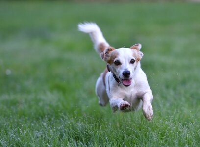 Animal terrier mixed breed dog photo