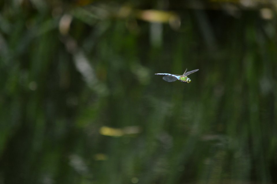 dsc 0235 38441493011 o