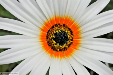 DAM1922 - Gazania rigens