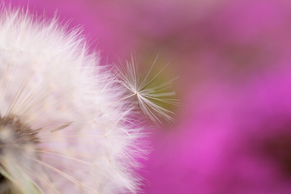 Same summer close up