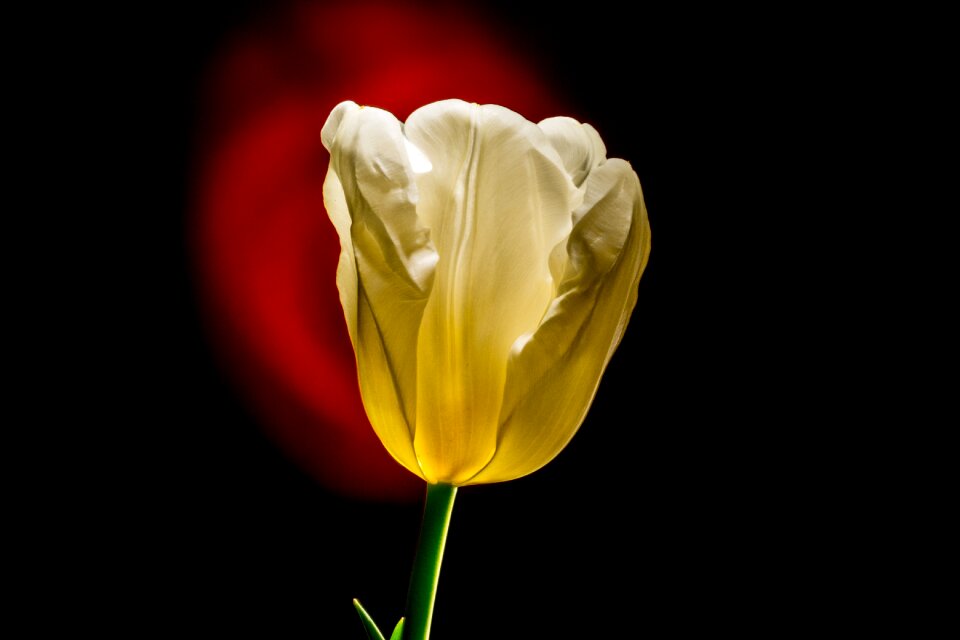 Blossom bloom easter