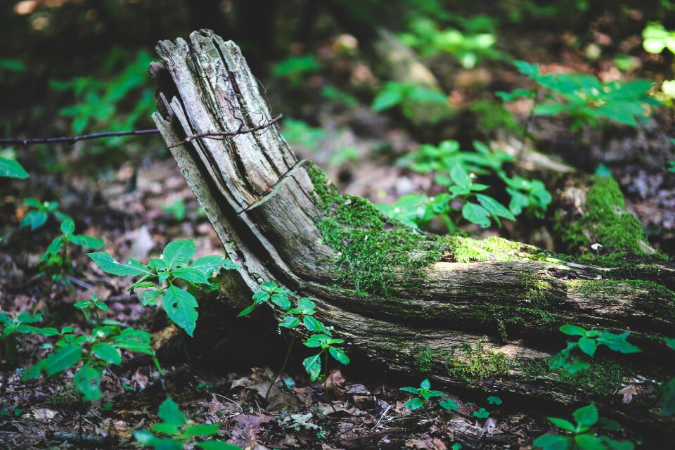 Moss forest tree photo