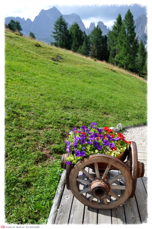 DAM1557 - Fiori e montagne