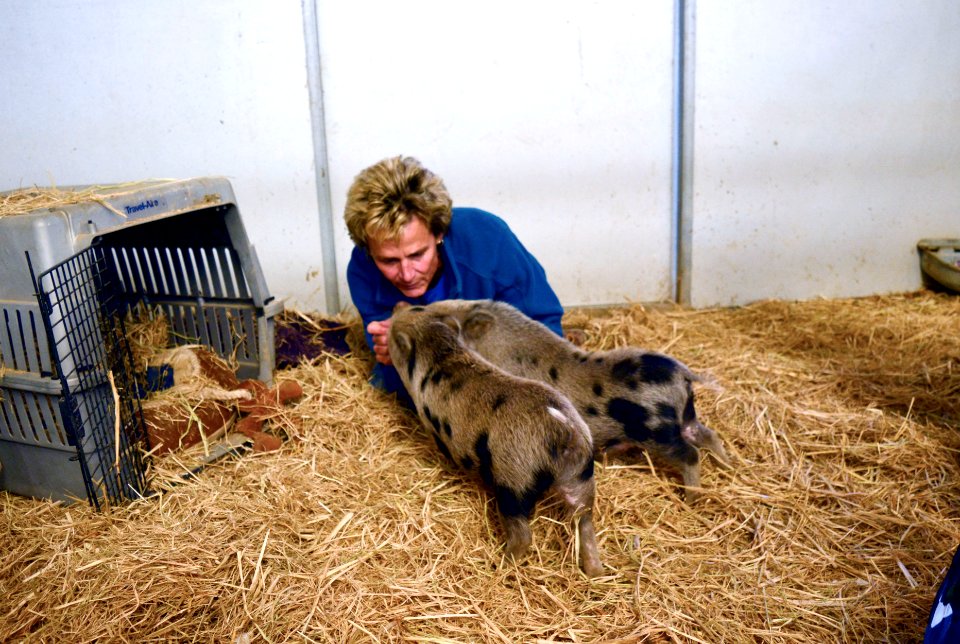 janpigs