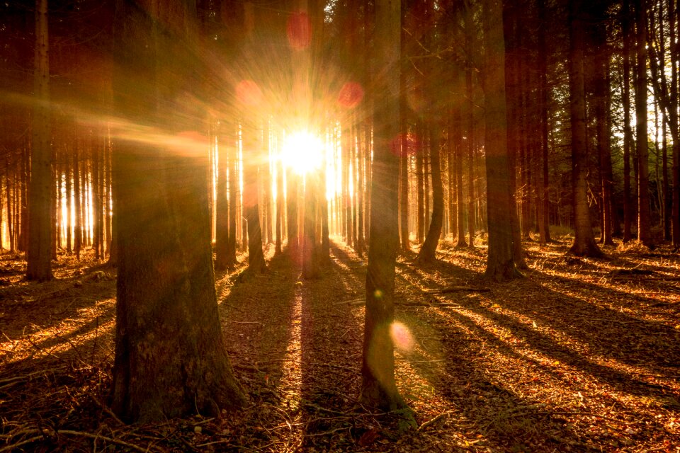 Sun sunbeam nature