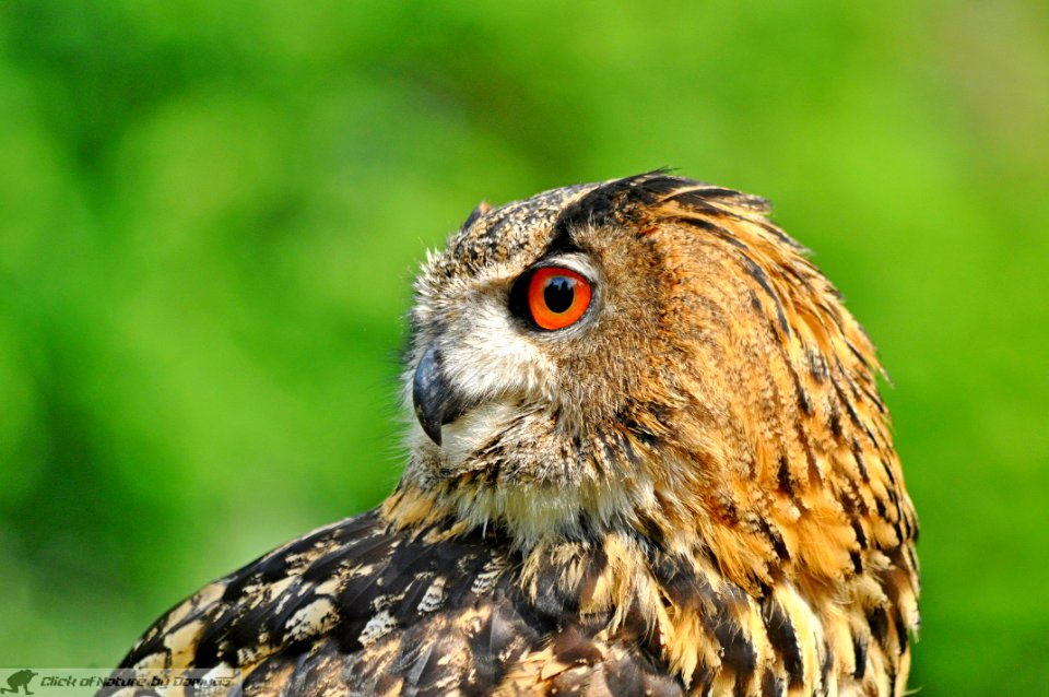 DAM1871 - Gufo reale (Bubo bubo)