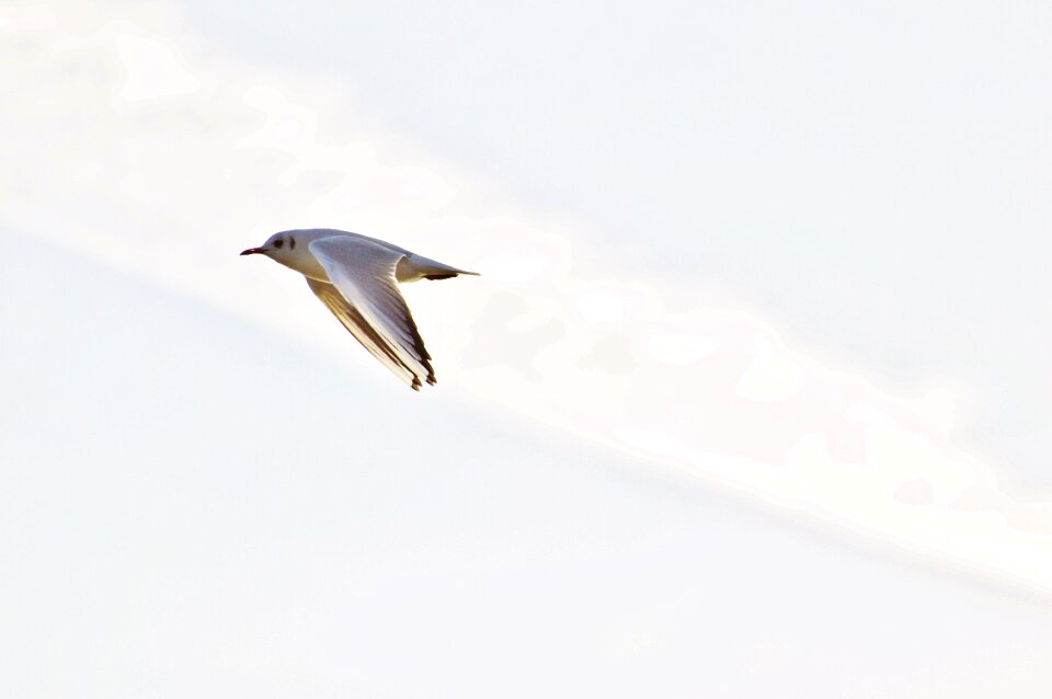 Animal world lake bird