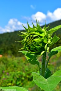 DAM1965 - Girasole-Sunflower