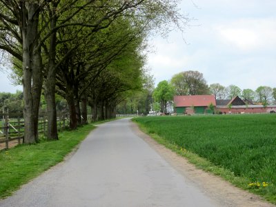 Weg in der Ried