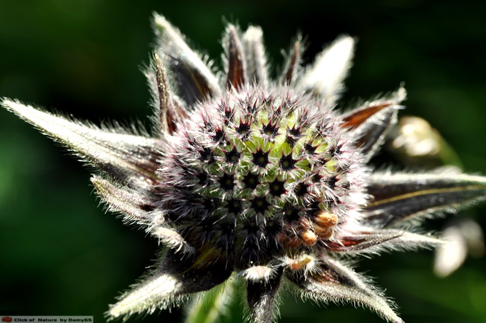 DAM1812 - Fiore di montagna