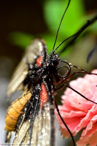 DAM2155 - Papilio rumanzovia