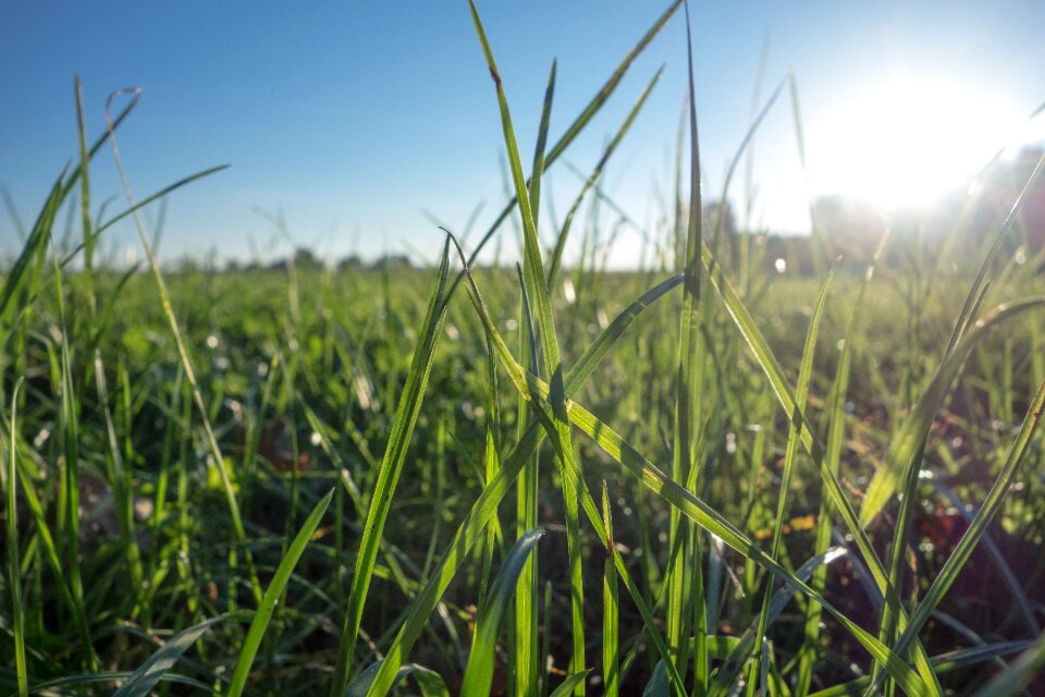 Grasses green blade of grass